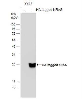 Western Blot: HA Tag Antibody [HRP] [NBP2-16773] - Non-transfected (-) and transfected (+) 293T whole cell extracts (30 ug) were separated by 12% SDS-PAGE, and the membrane was blotted with HA Tag antibody (HRP) diluted at 1:3000.